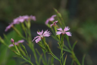 Dianthus superbusPrachtanjer bestellen